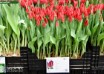 Tulipa Loveflight ® (1)